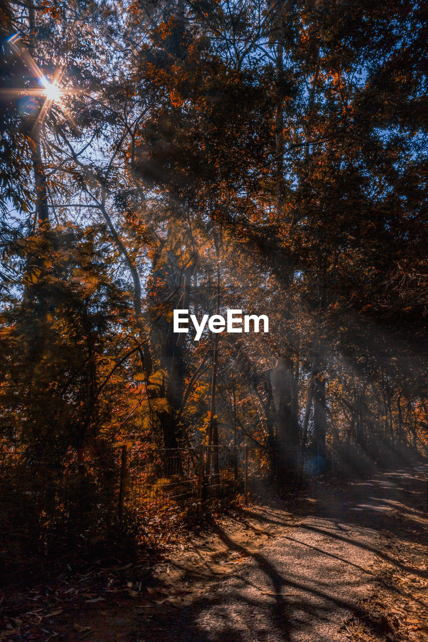 Trees in forest during autumn