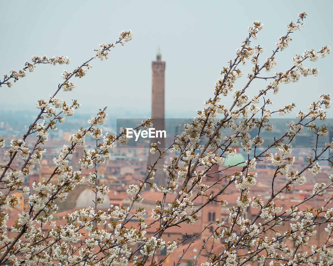 Low angle view of cherry blossoms against sky