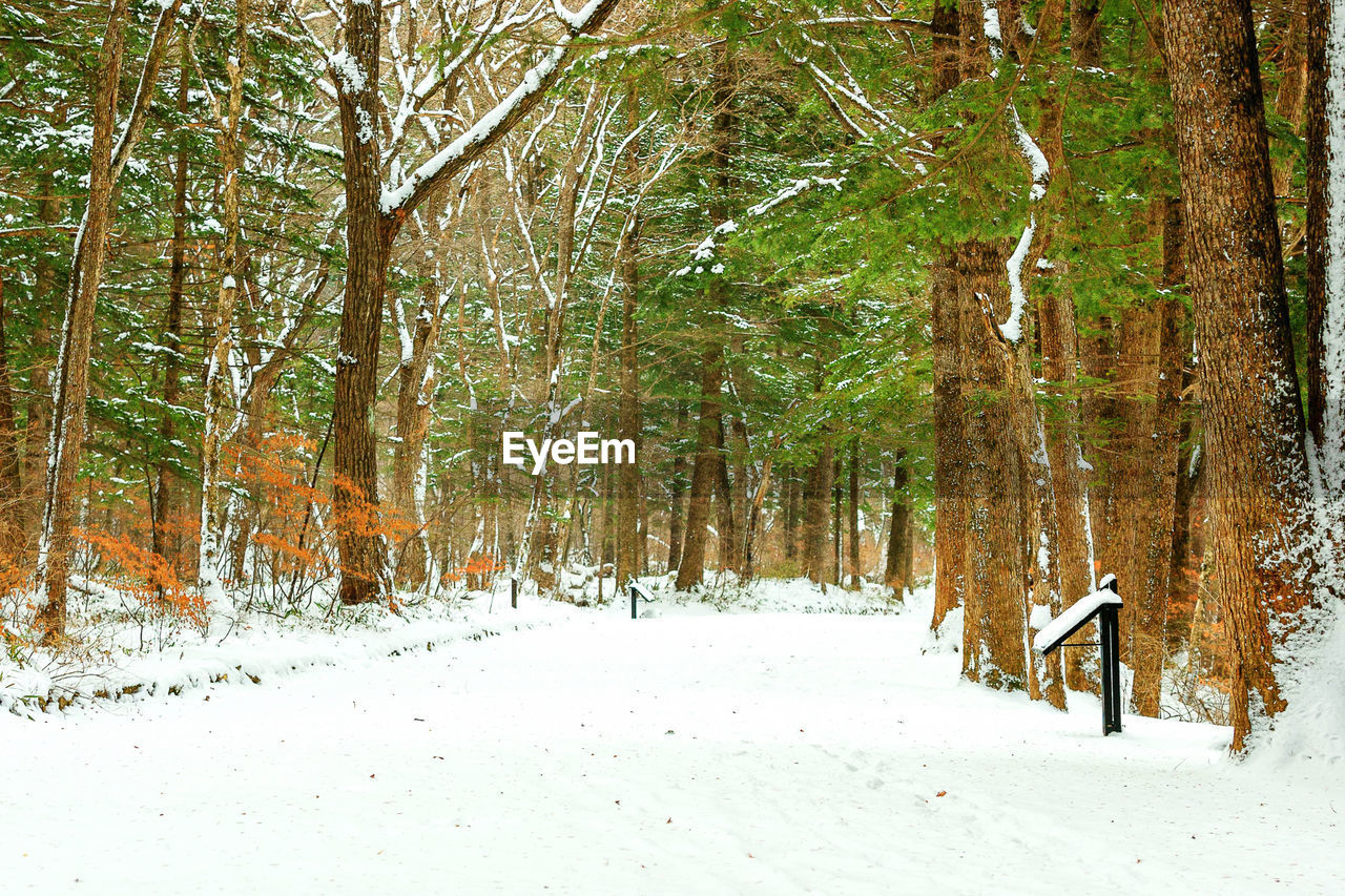 TREES IN SNOW