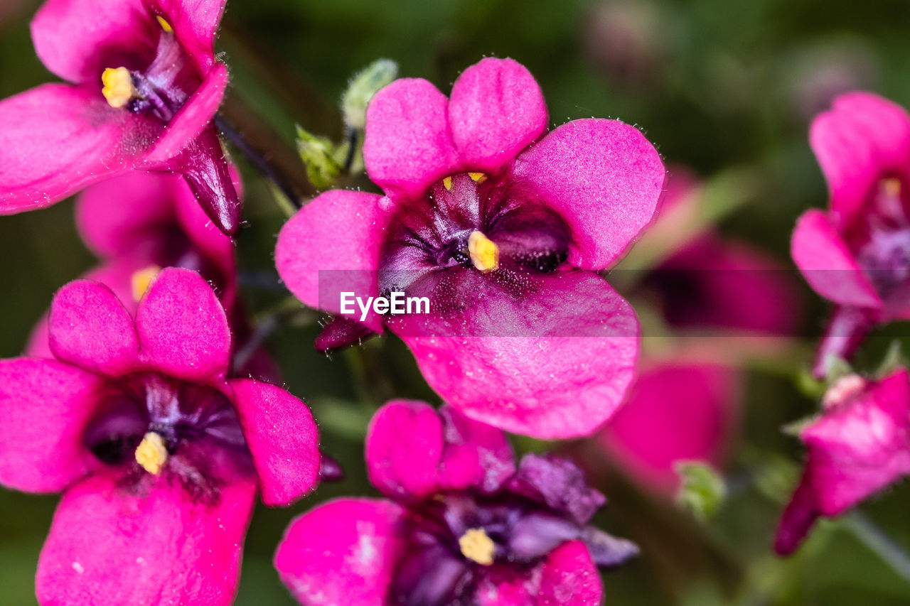 CLOSE-UP OF PINK ROSES ON PLANT