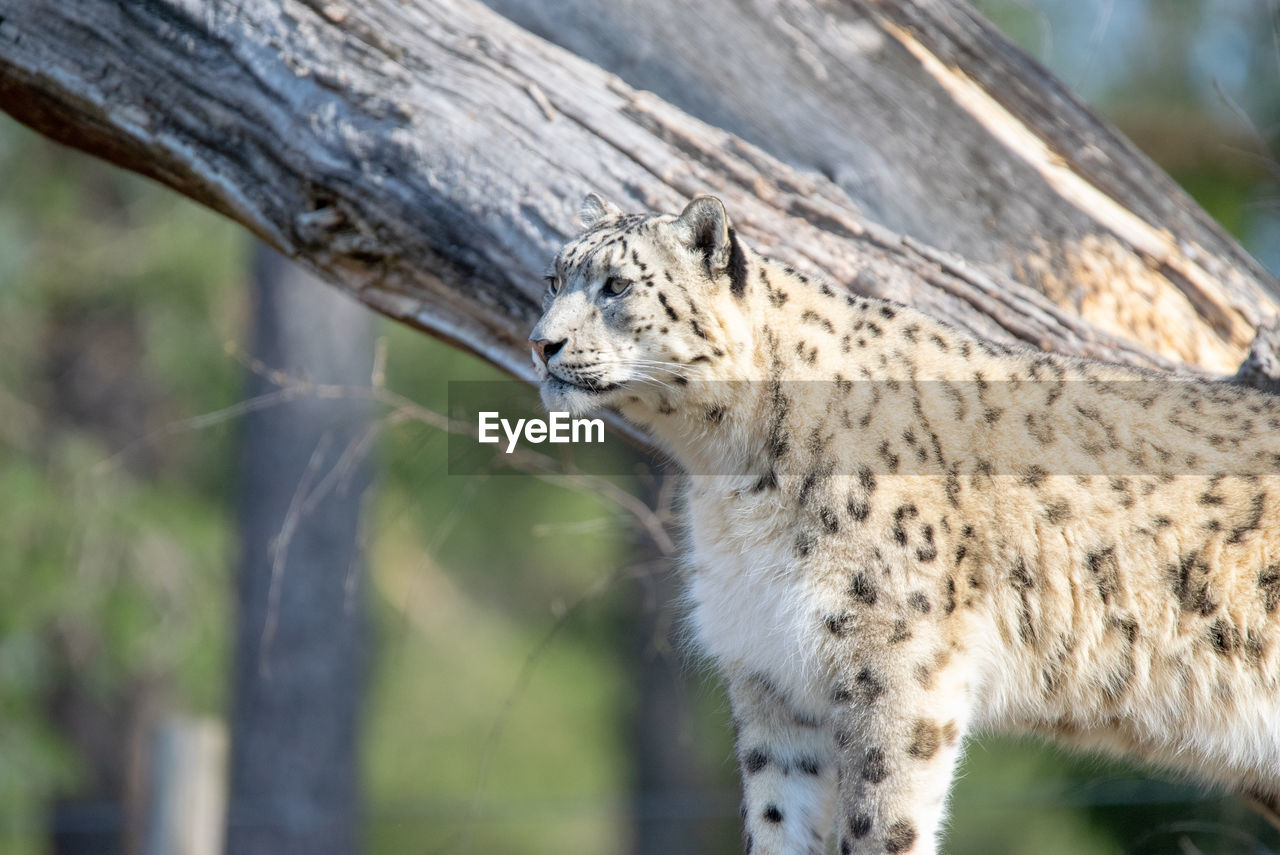 View of a cat looking away