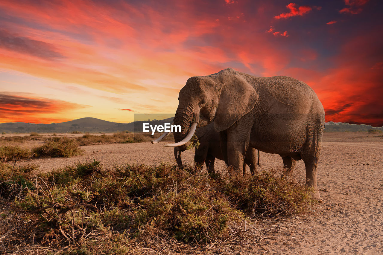 Elephant grazing on land against sky during sunset