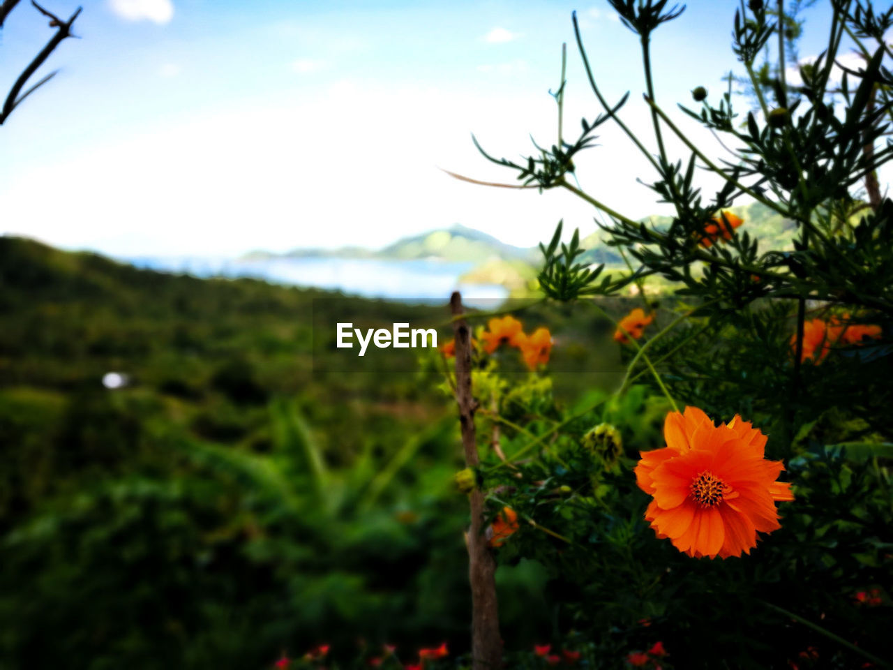 CLOSE-UP OF FLOWERS BLOOMING OUTDOORS