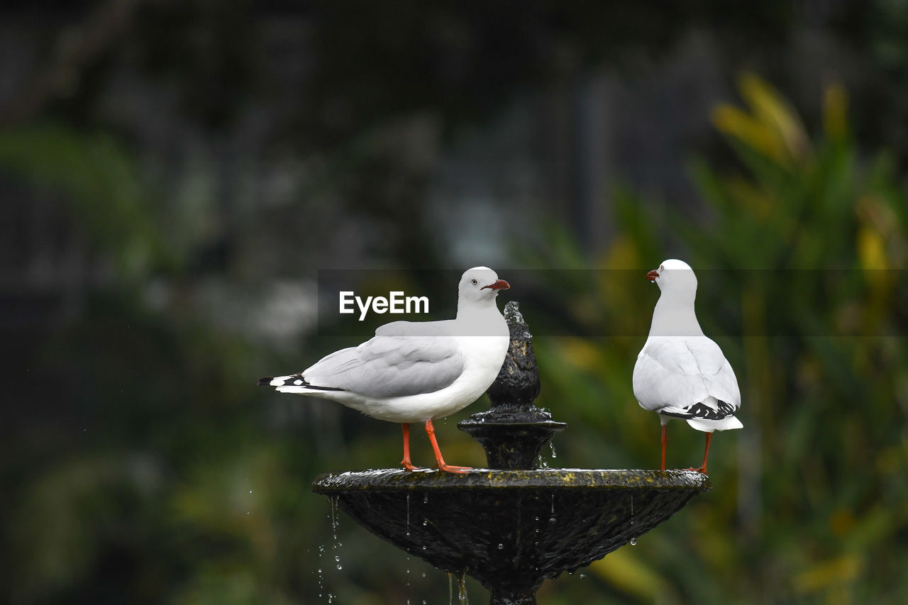 BIRD PERCHING ON WOODEN POST