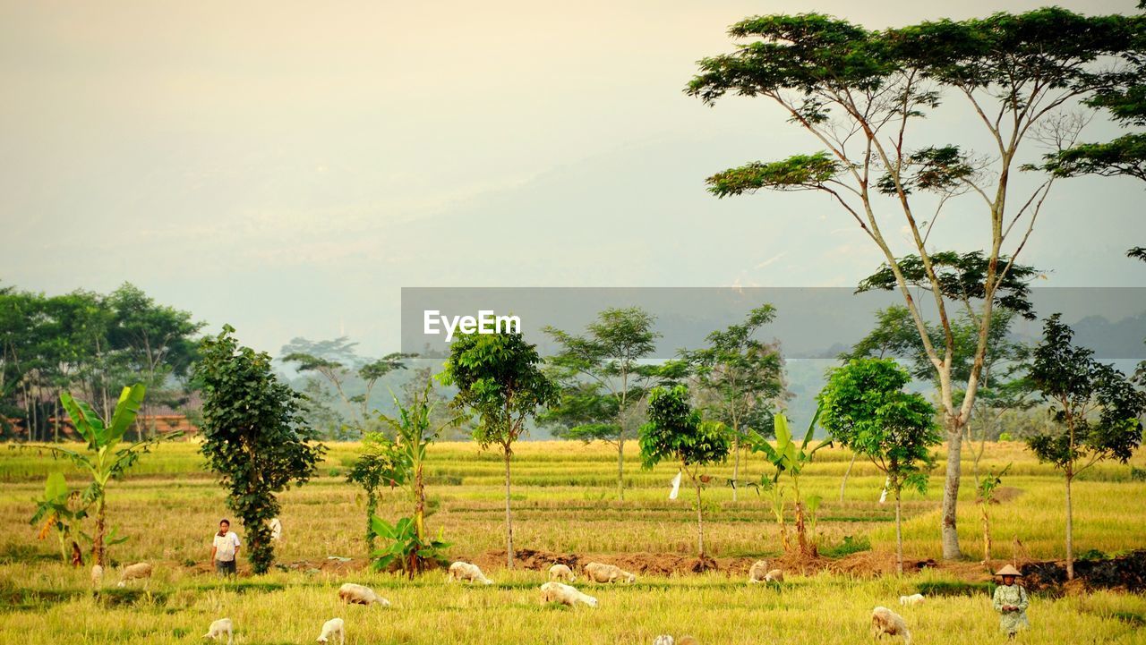 Shepherds with flock of sheep on grassy field against sky