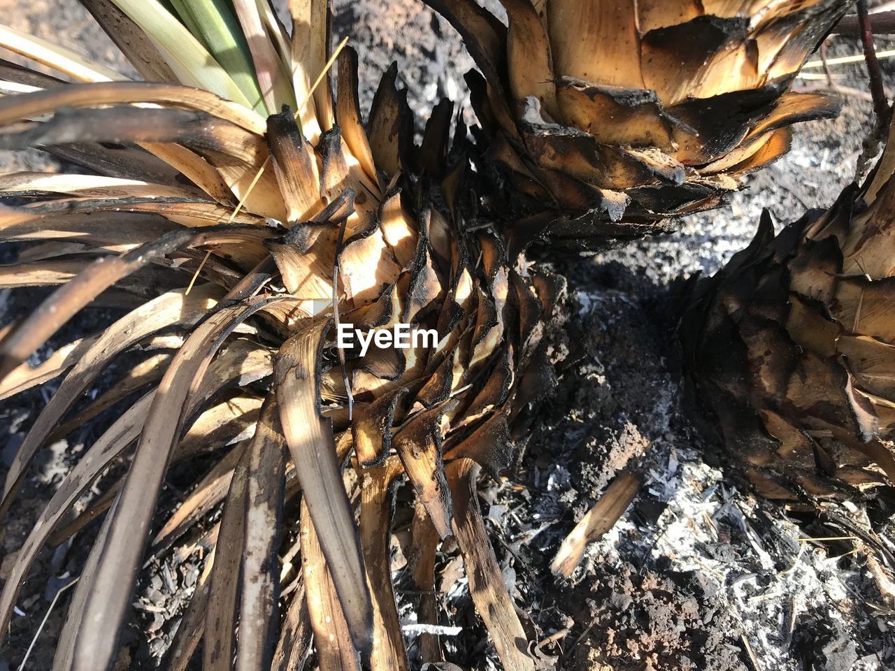 CLOSE-UP OF TREE TRUNK