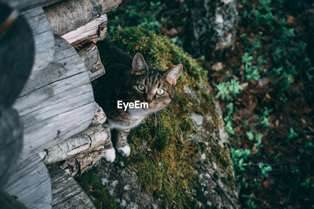 High angle portrait of cat