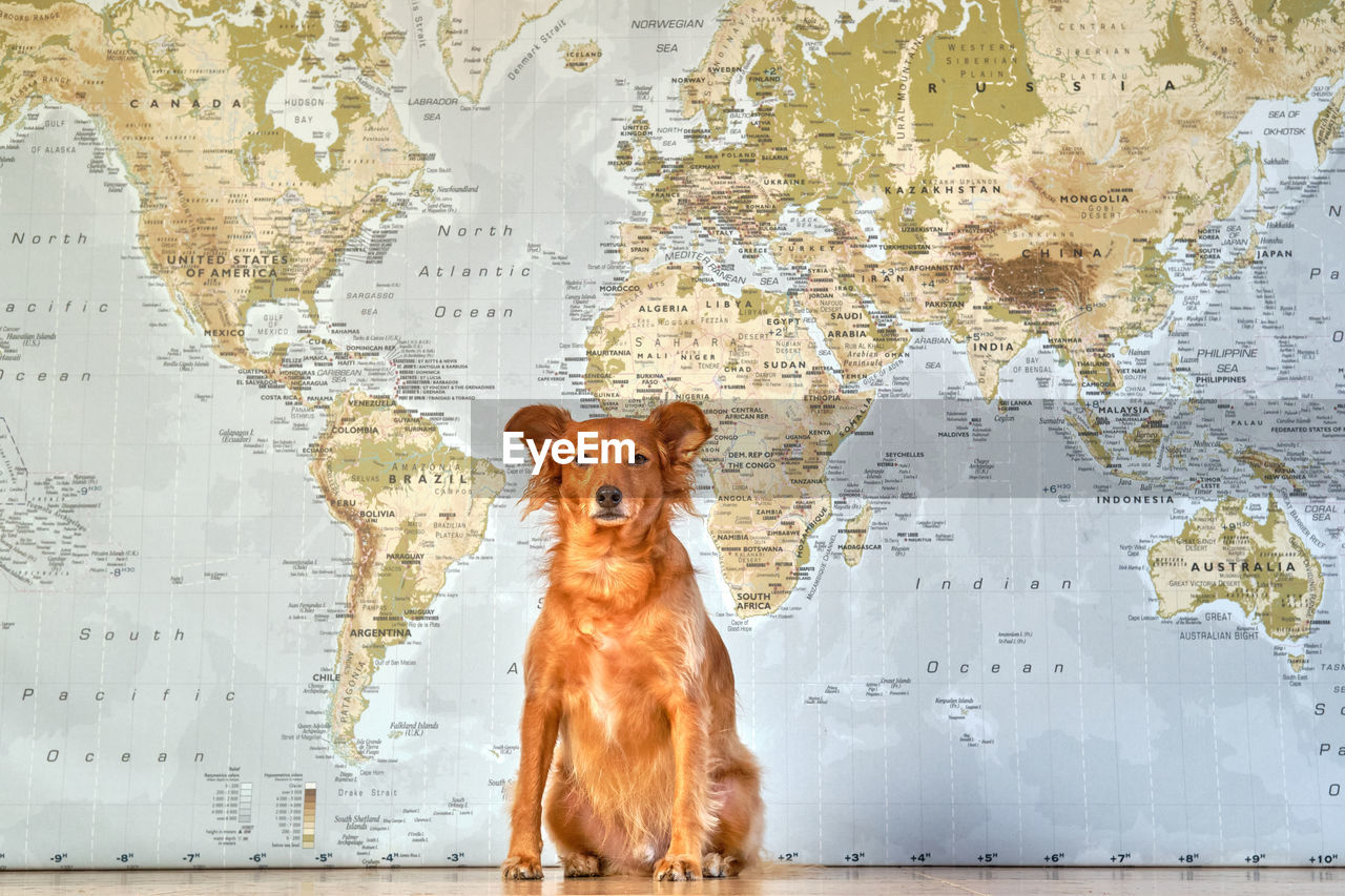 Adorable dog posing on a map of the world