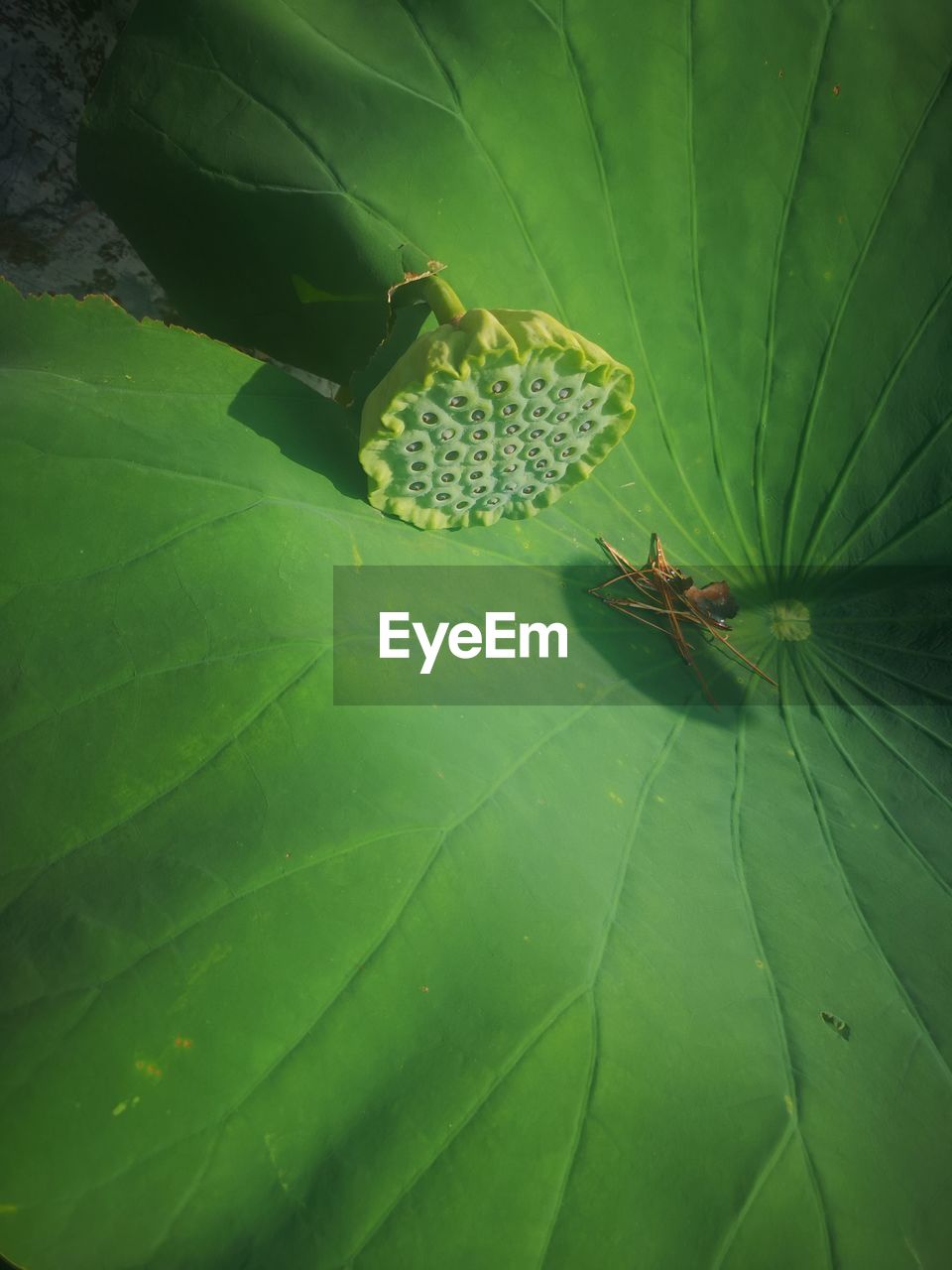 CLOSE-UP OF INSECT ON LEAVES