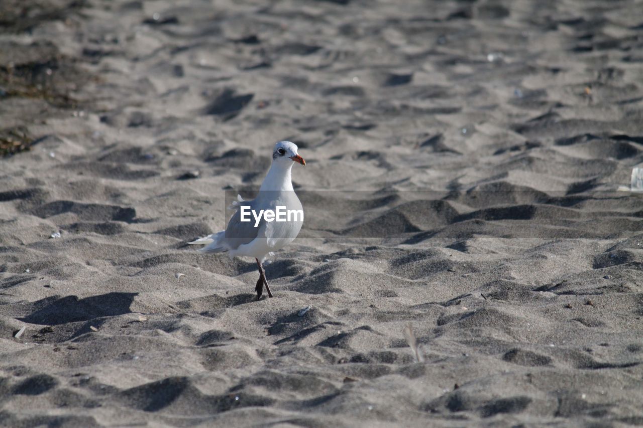 Seagull perching on a beach