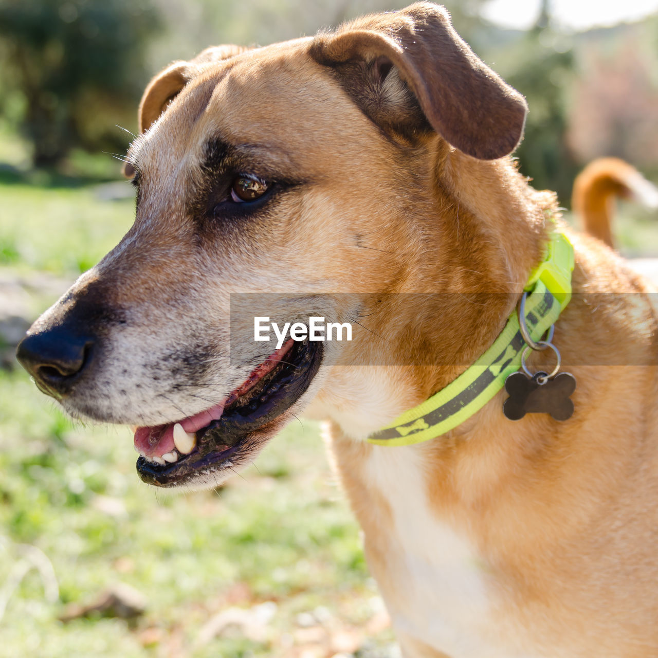 CLOSE-UP OF BROWN DOG OUTDOORS