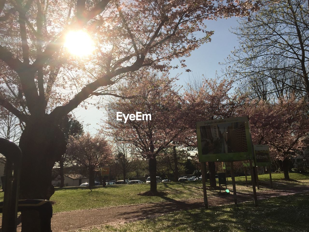 TREES ON GRASSY FIELD