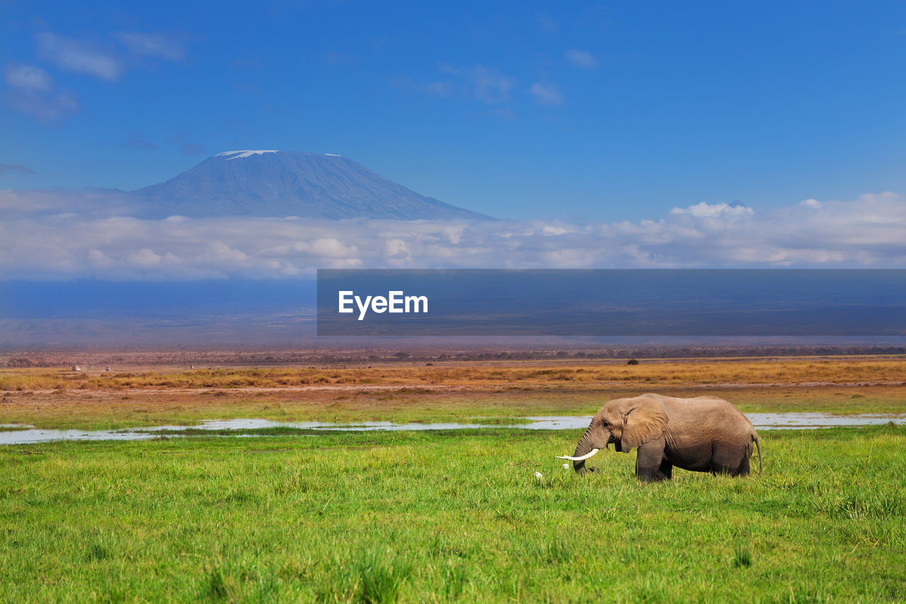 VIEW OF SHEEP ON FIELD