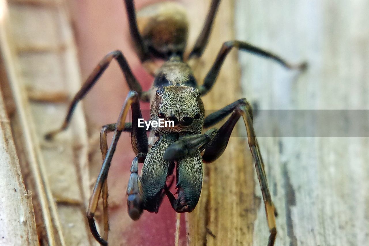 MACRO SHOT OF SPIDER ON THE WALL