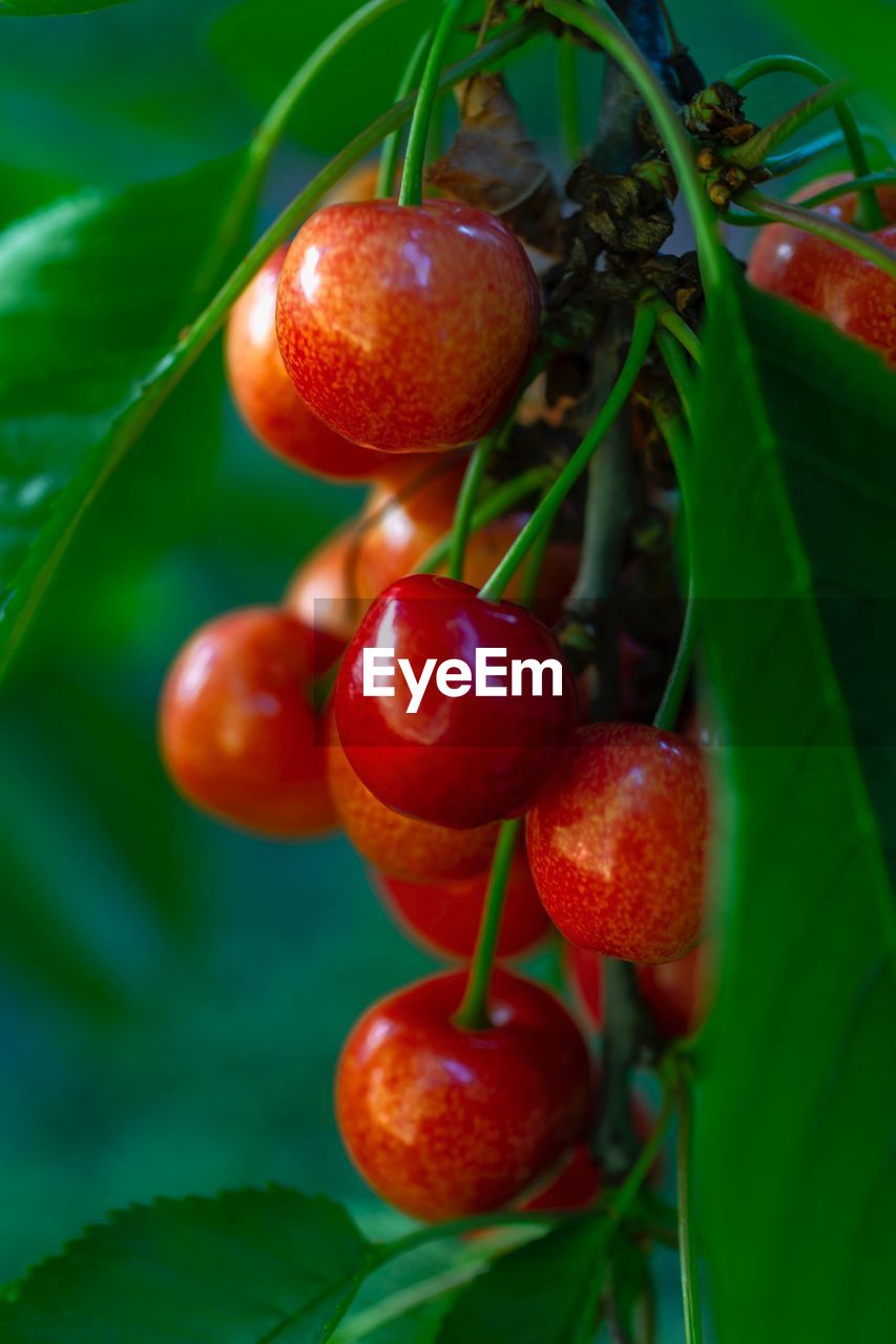 CLOSE-UP OF CHERRIES ON TREE