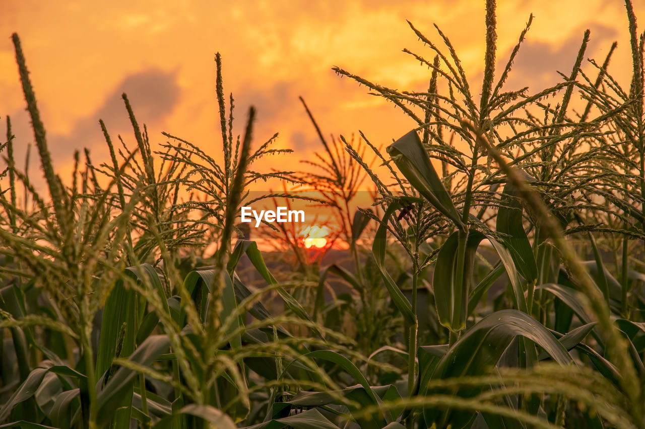 Corn stalks in field at sunset