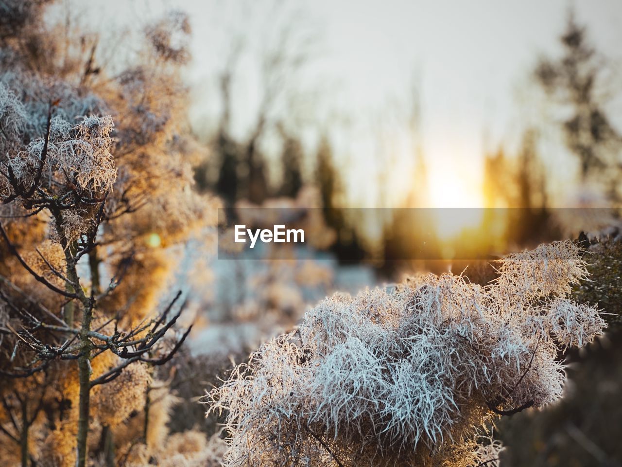 CLOSE-UP OF FROZEN TREES ON LAND