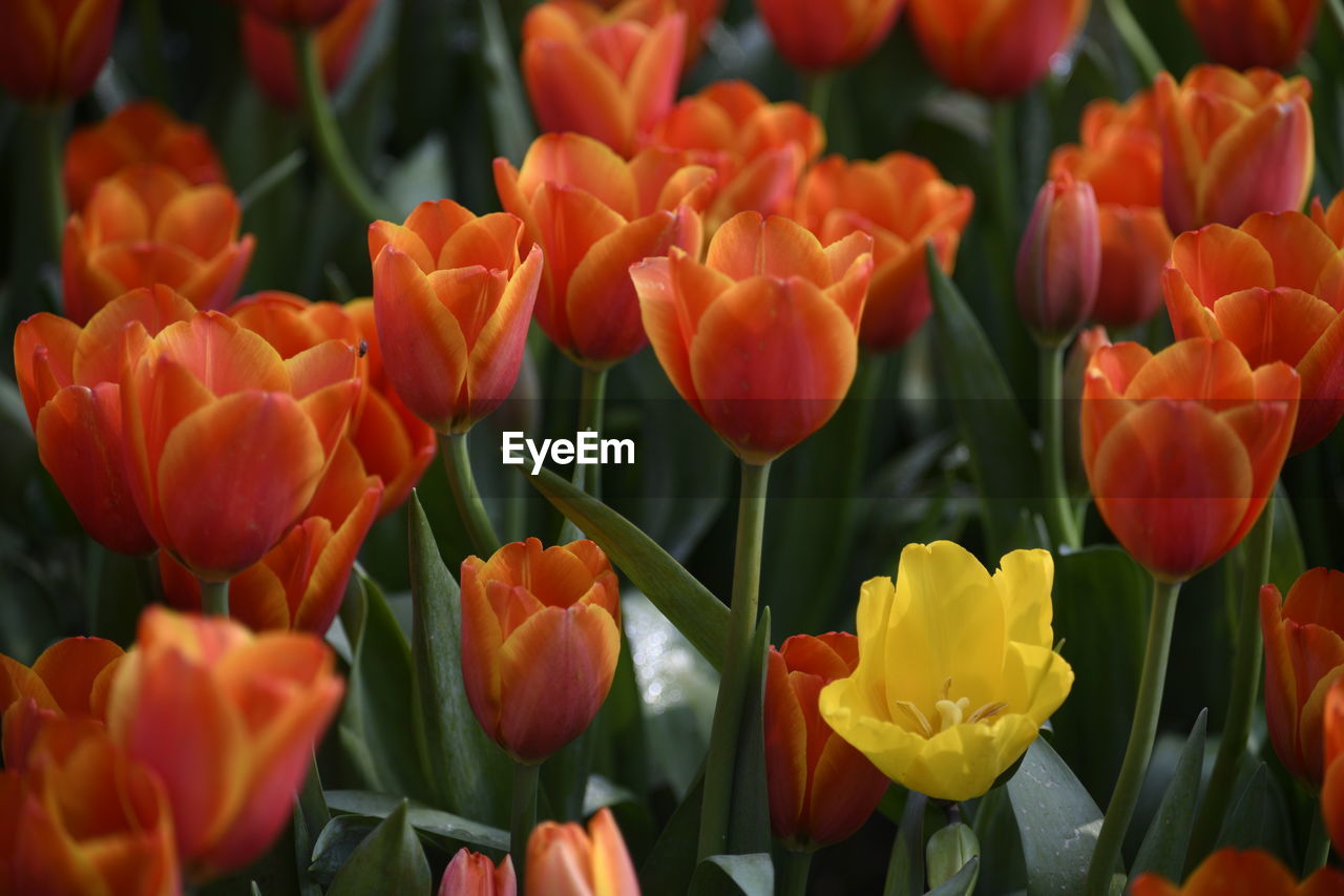 Close-up of orange tulips on field