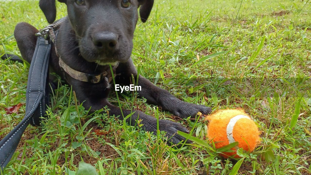 pet, dog, animal themes, animal, mammal, one animal, grass, domestic animals, canine, plant, ball, nature, no people, labrador retriever, day, portrait, field, looking at camera, land, green, outdoors, black, puppy, patterdale terrier, growth, carnivore