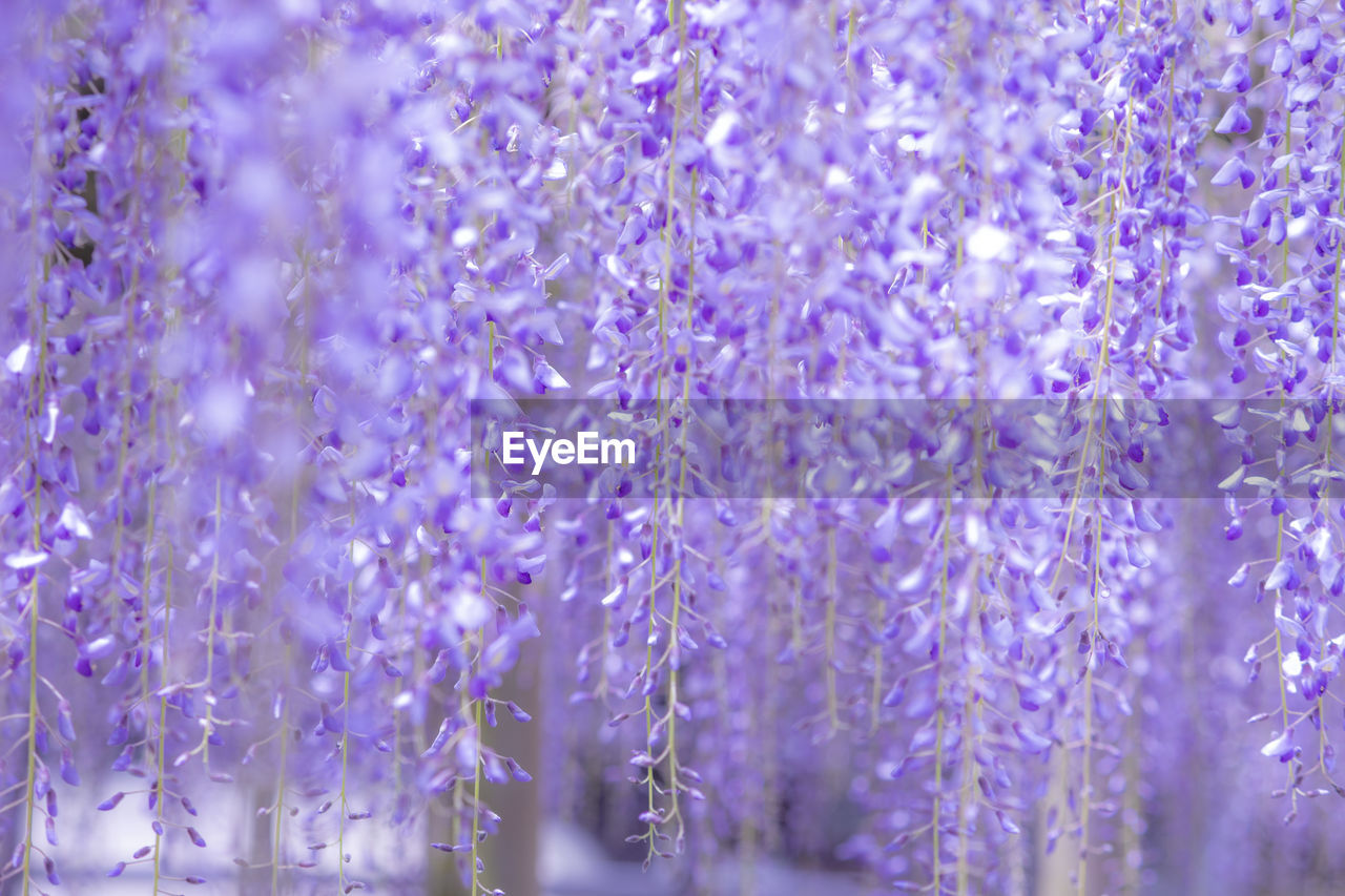 Close-up of purple flowering plants