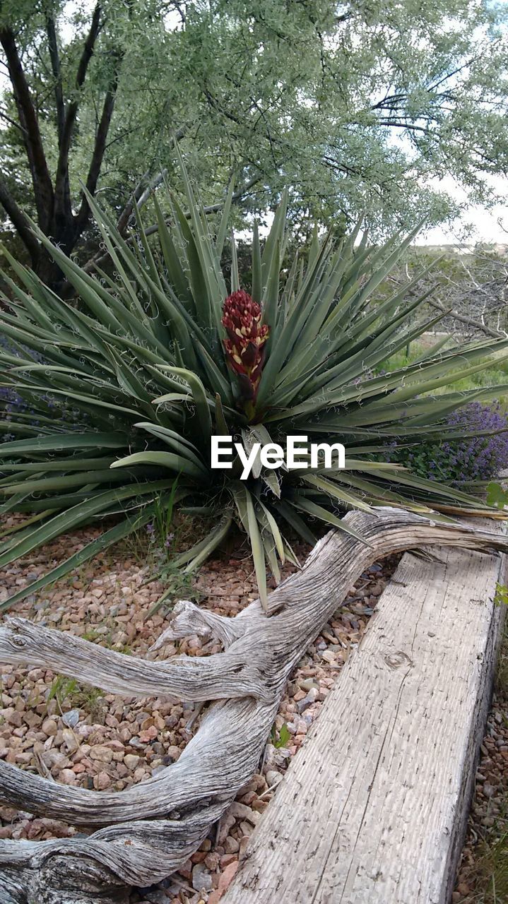 Plants and trees on field