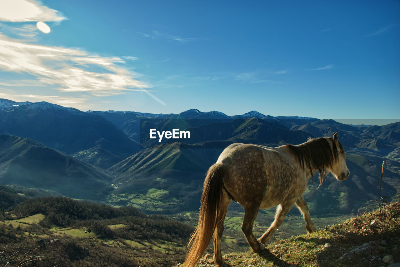 View of a wild horse on landscape against mountain range