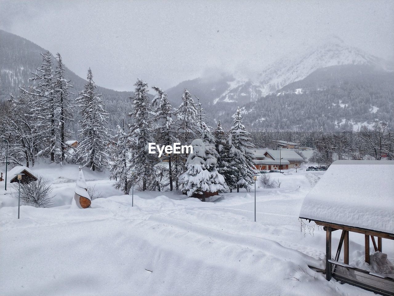 Trees on snow covered land against mountains