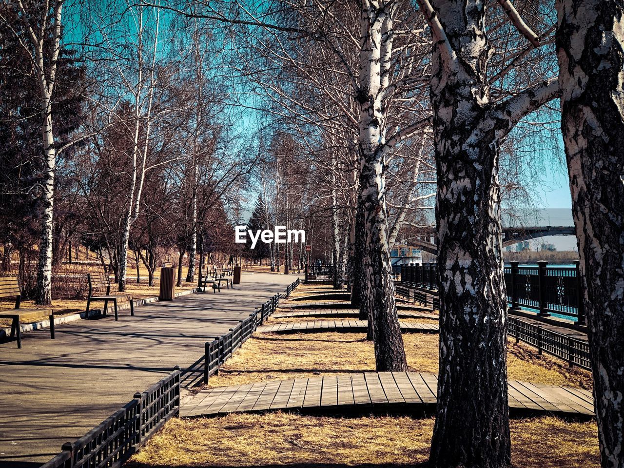 EMPTY PARK BENCH BY BARE TREES IN THE DARK