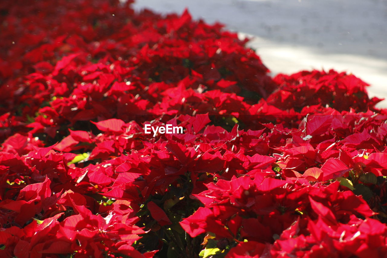 Close-up of red flowers blooming outdoors