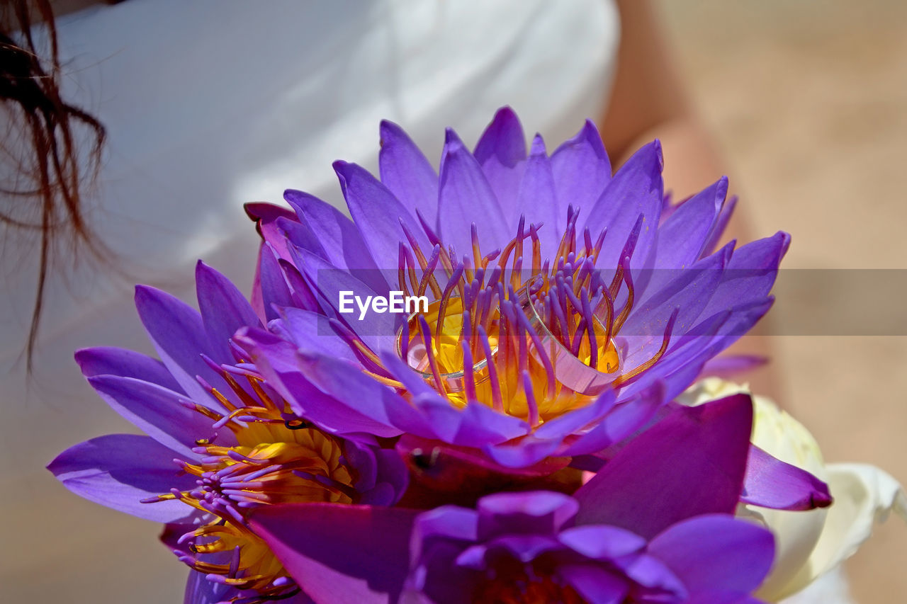 CLOSE-UP OF PURPLE WATER LILIES