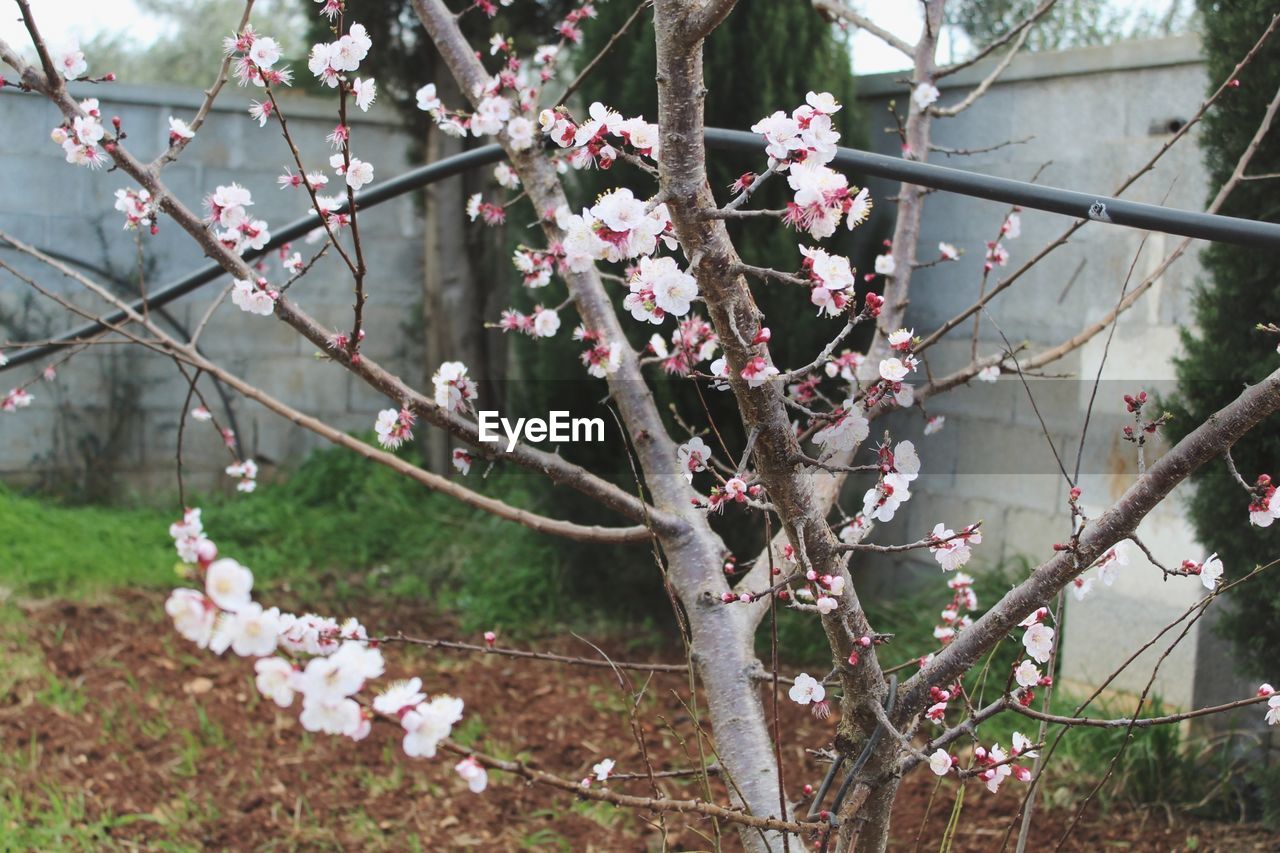 CLOSE-UP OF PINK FLOWERS ON TREE