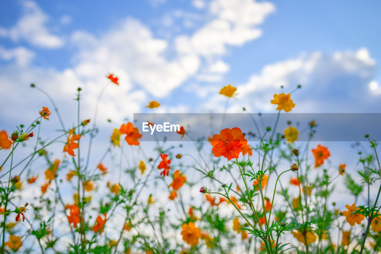 CLOSE-UP OF FLOWERING PLANTS ON FIELD