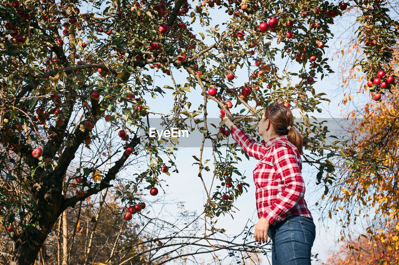 Woman picking ripe apples on farm. farmer grabbing apples from fruit tree in orchard. harvest time