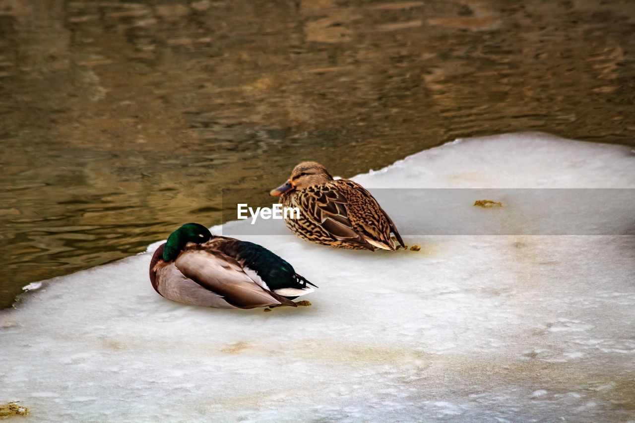 DUCK SWIMMING ON WATER