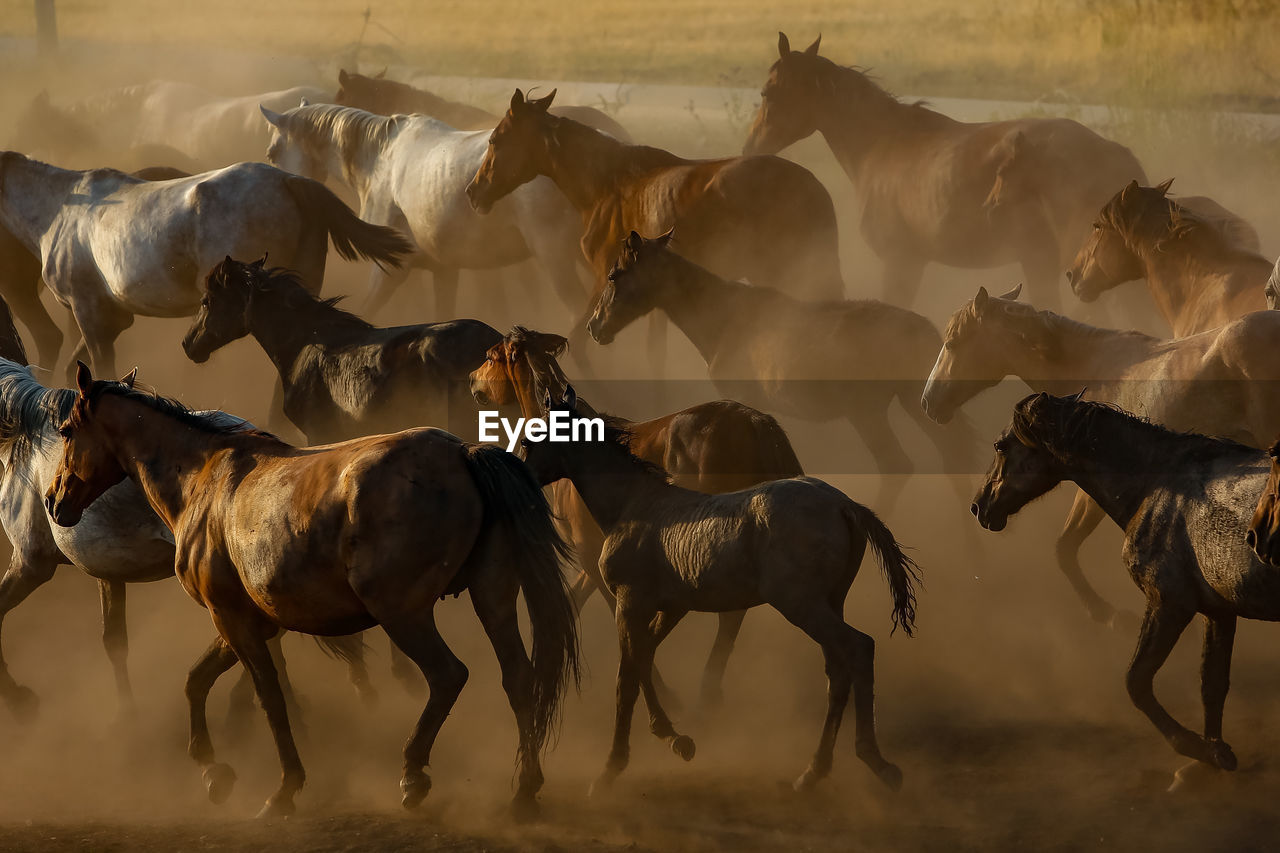 View of horses running on field