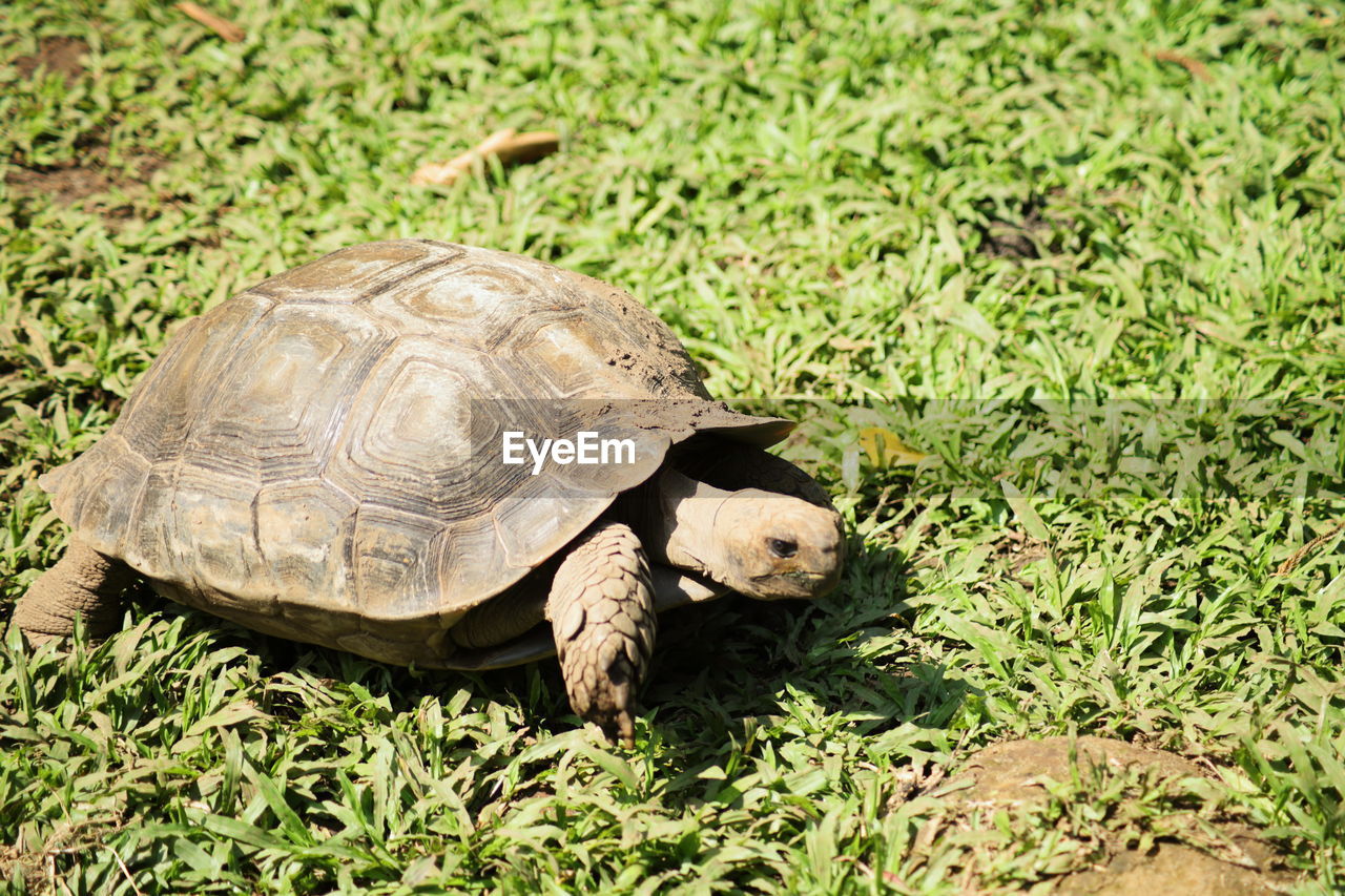 turtle, tortoise, animal themes, animal, reptile, animal wildlife, shell, animal shell, one animal, wildlife, nature, grass, tortoise shell, plant, boredom, no people, land, green, outdoors, day