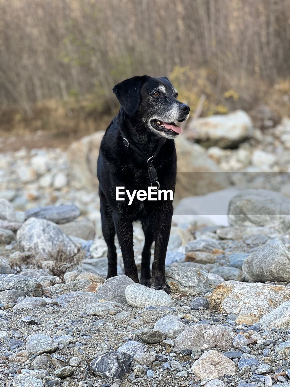 animal themes, animal, one animal, canine, dog, mammal, pet, domestic animals, rock, labrador retriever, nature, black, no people, day, outdoors, black labrador, winter, looking, portrait, puppy, retriever, looking away, sitting, focus on foreground