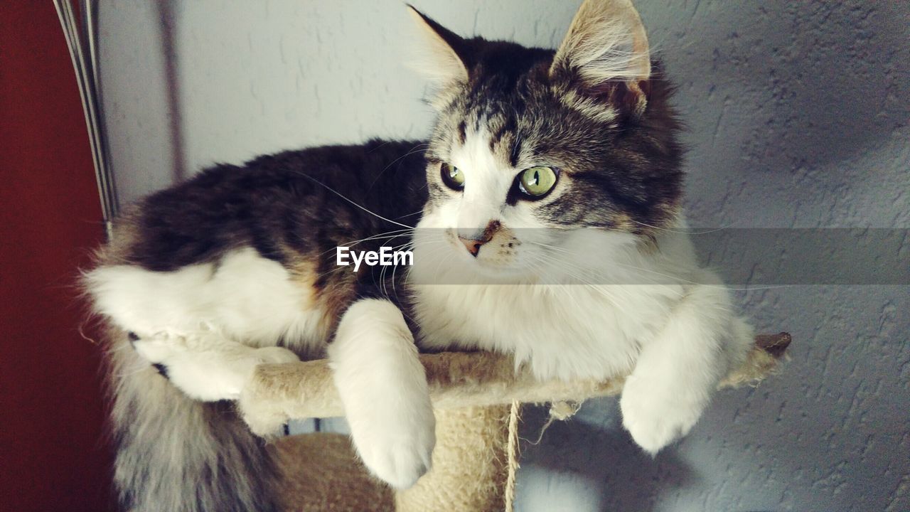 Cat relaxing on scratching pole