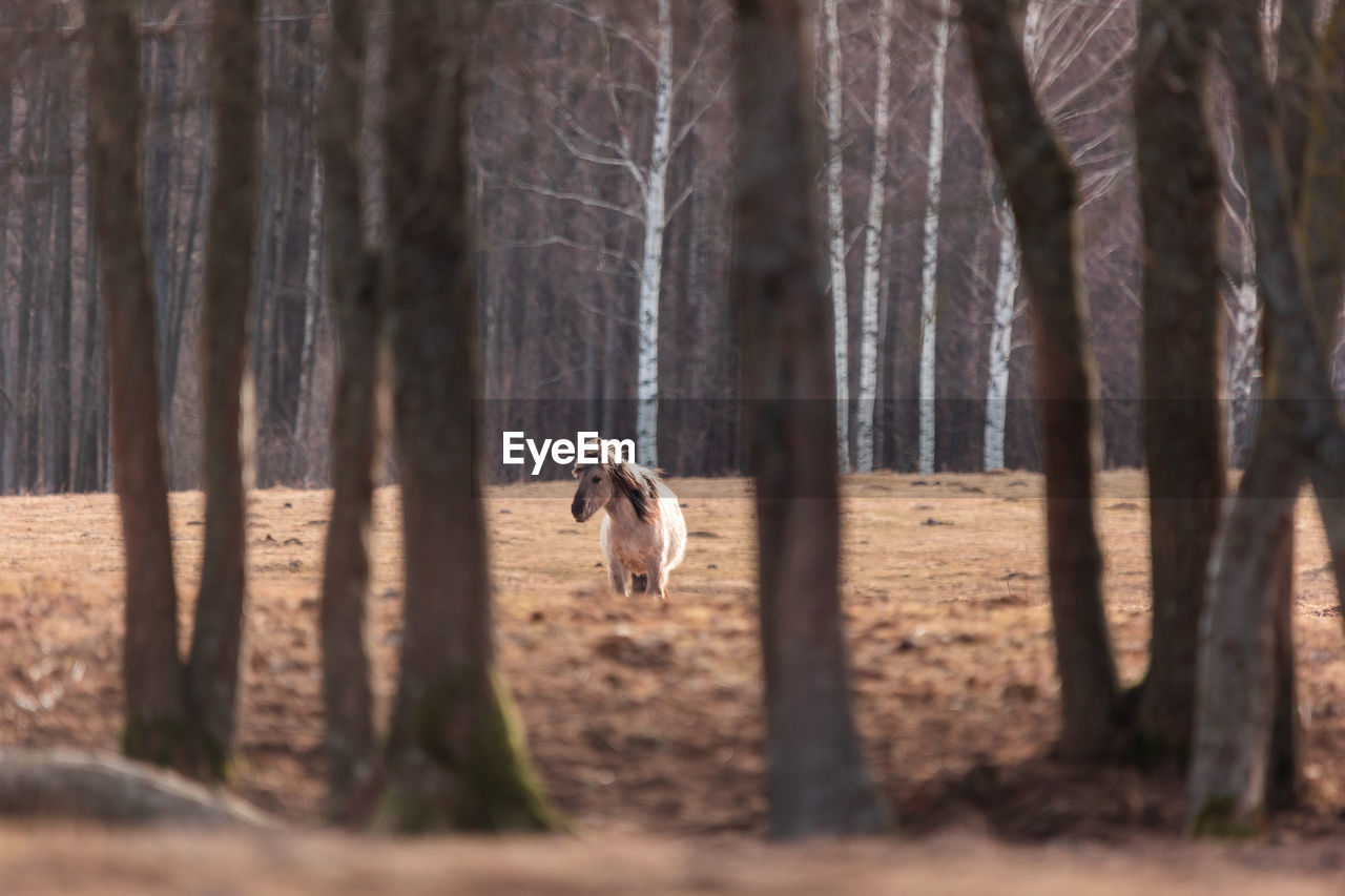 Graceful freedom. majestic wild horses roaming in early spring in northern europe