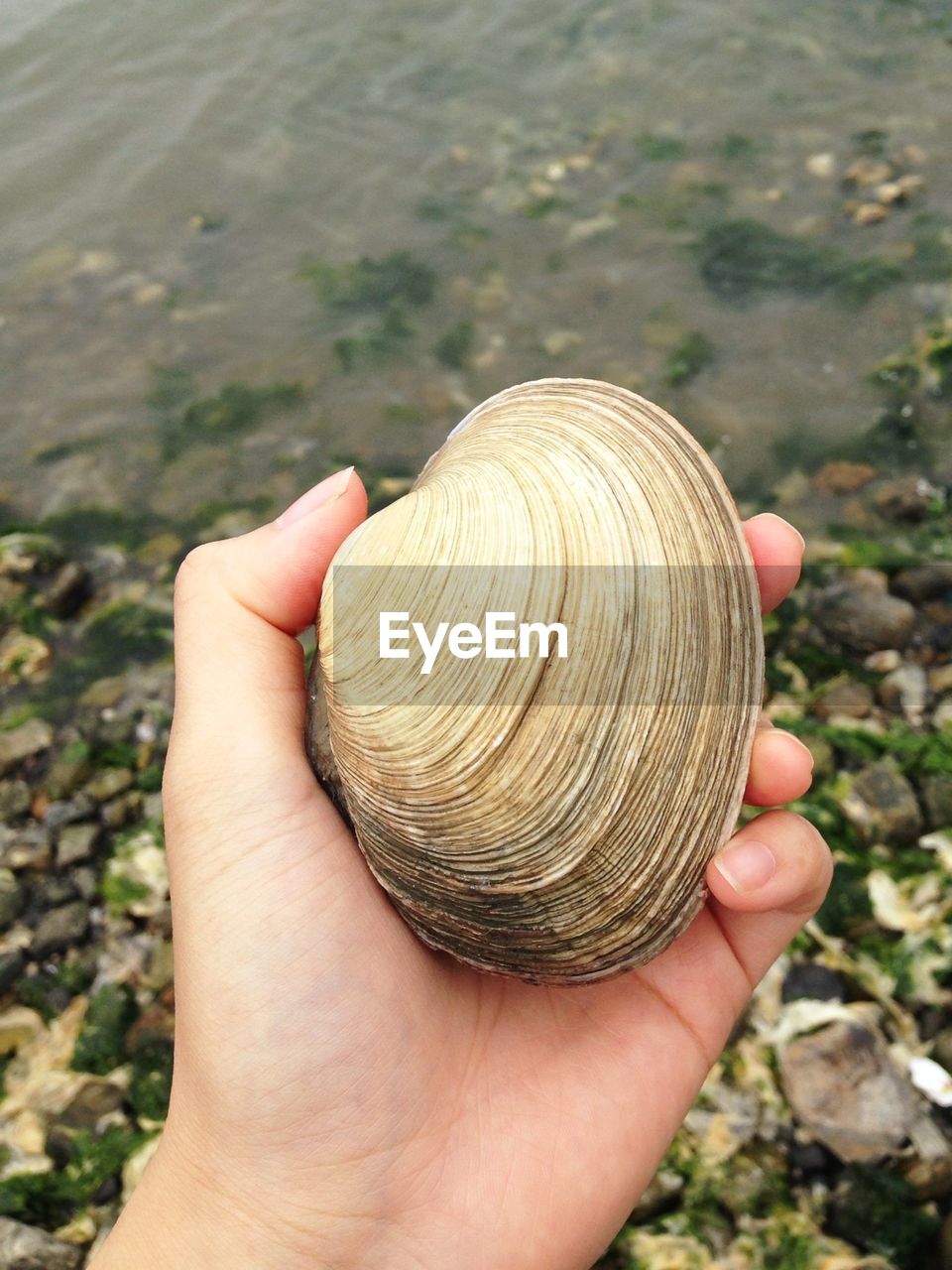 Cropped hand holding seashell at beach