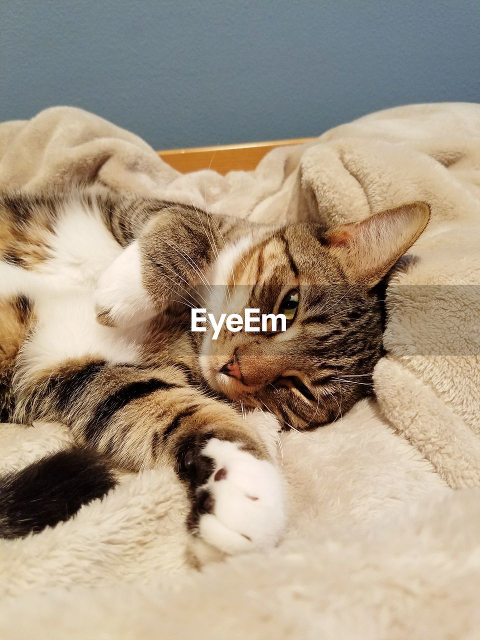 CLOSE-UP OF CAT RELAXING ON BLANKET