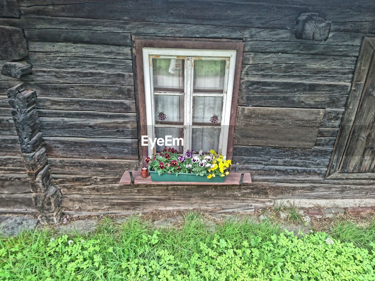 Flower pots by window of old wooden house
