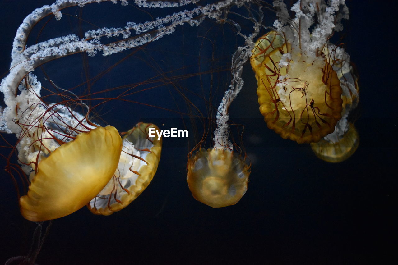 Jellyfish swimming at aquarium