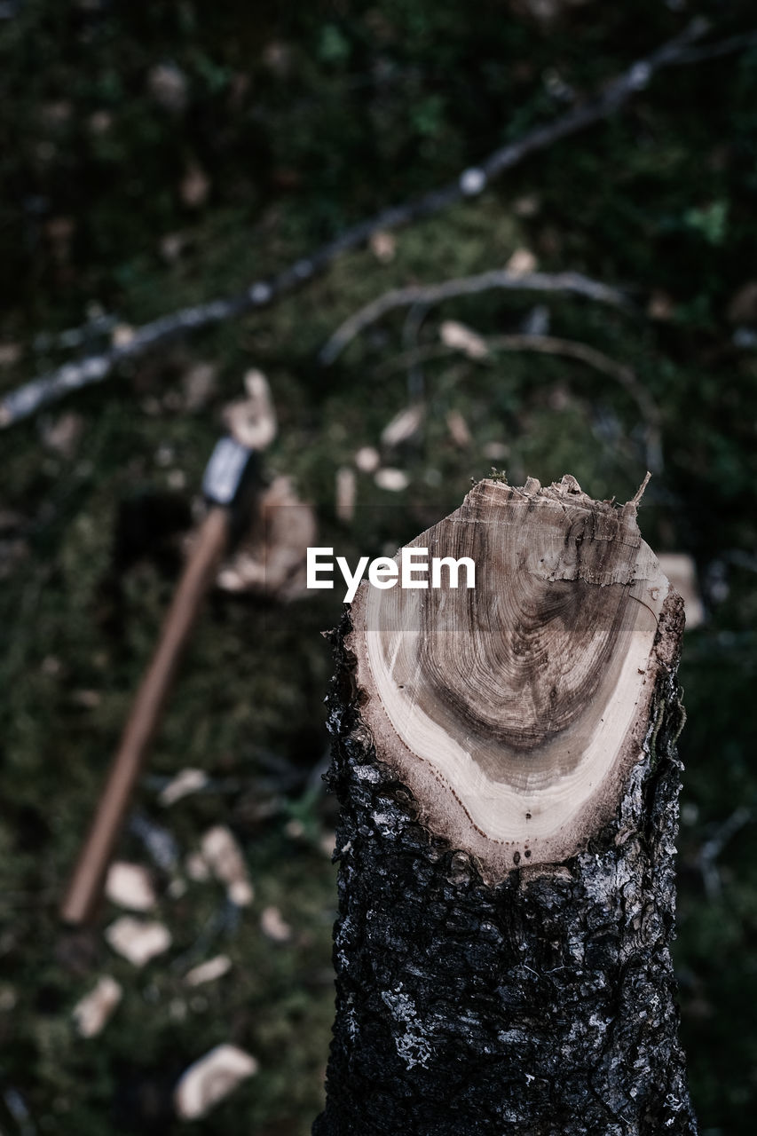 CLOSE-UP OF TREE STUMP ON LOG