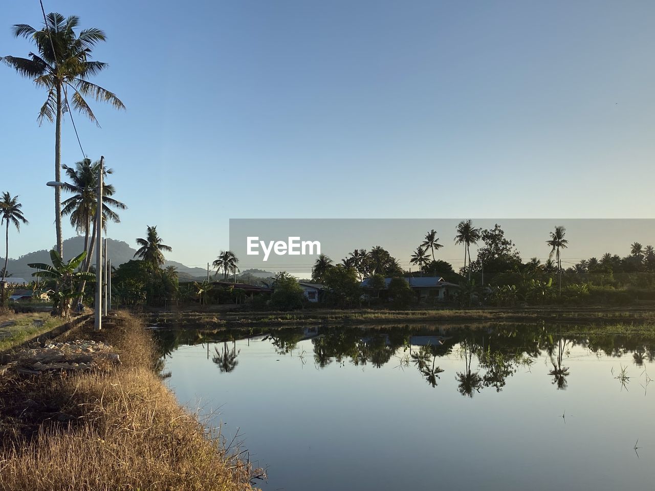 PALM TREES BY LAKE AGAINST SKY