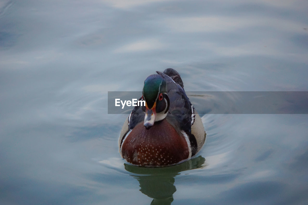 High angle view of mandarin duck swimming on lake