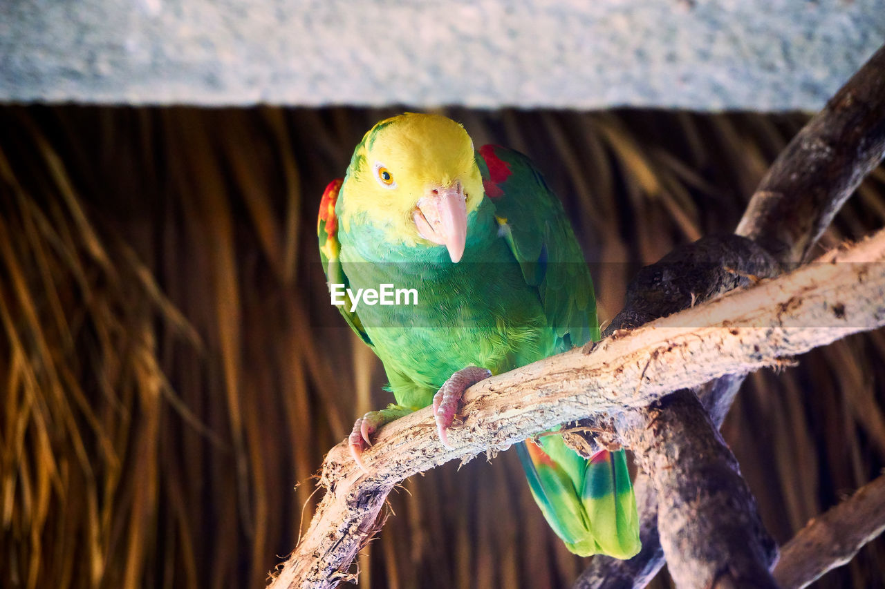 VIEW OF PARROT PERCHING ON TREE