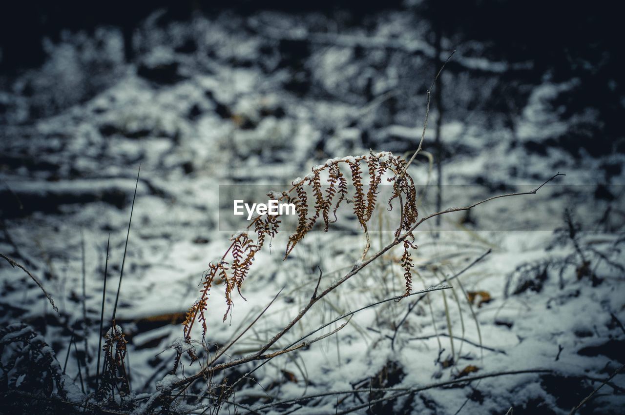 CLOSE-UP OF FROZEN PLANTS ON LAND