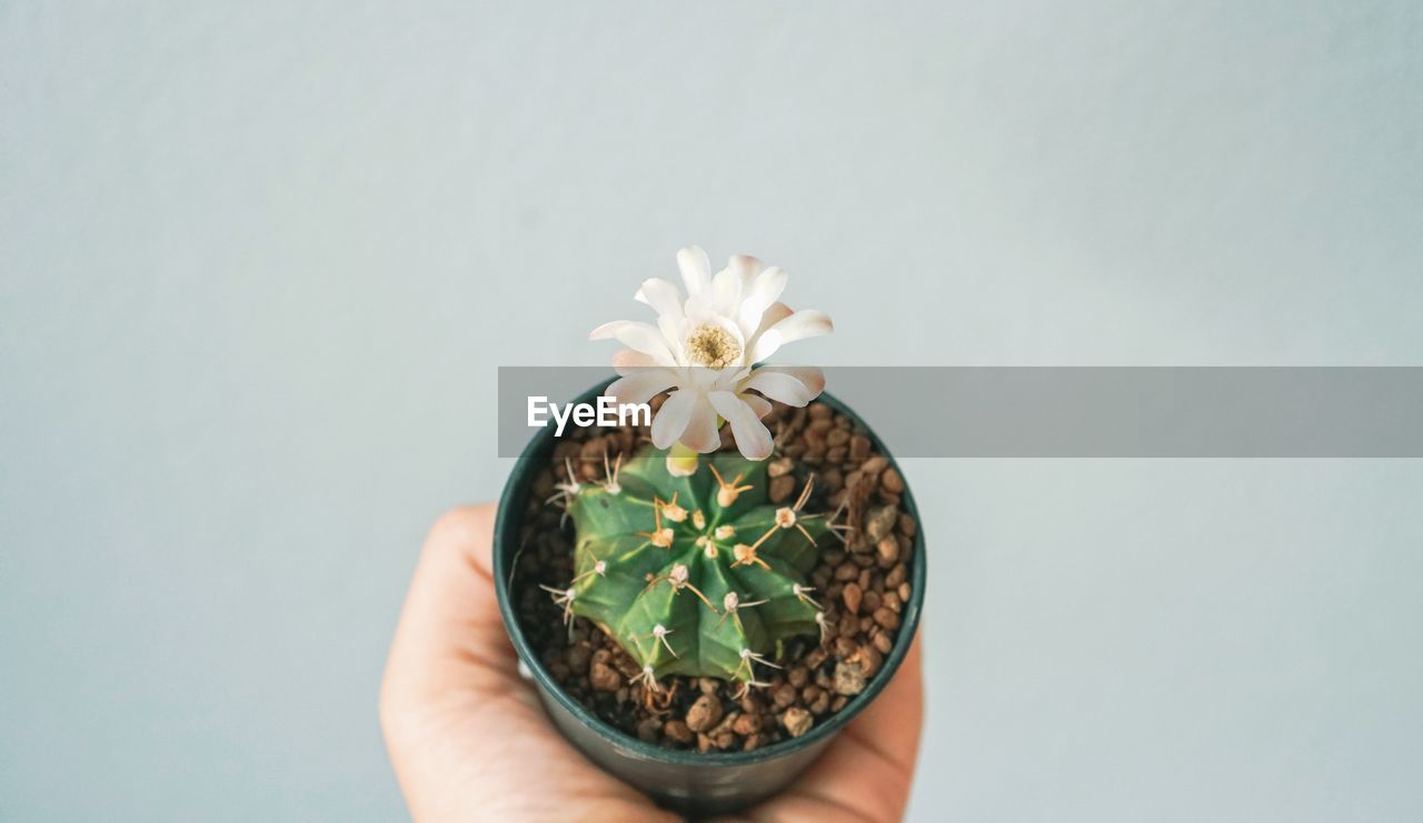 Close-up of hand holding plant against white background