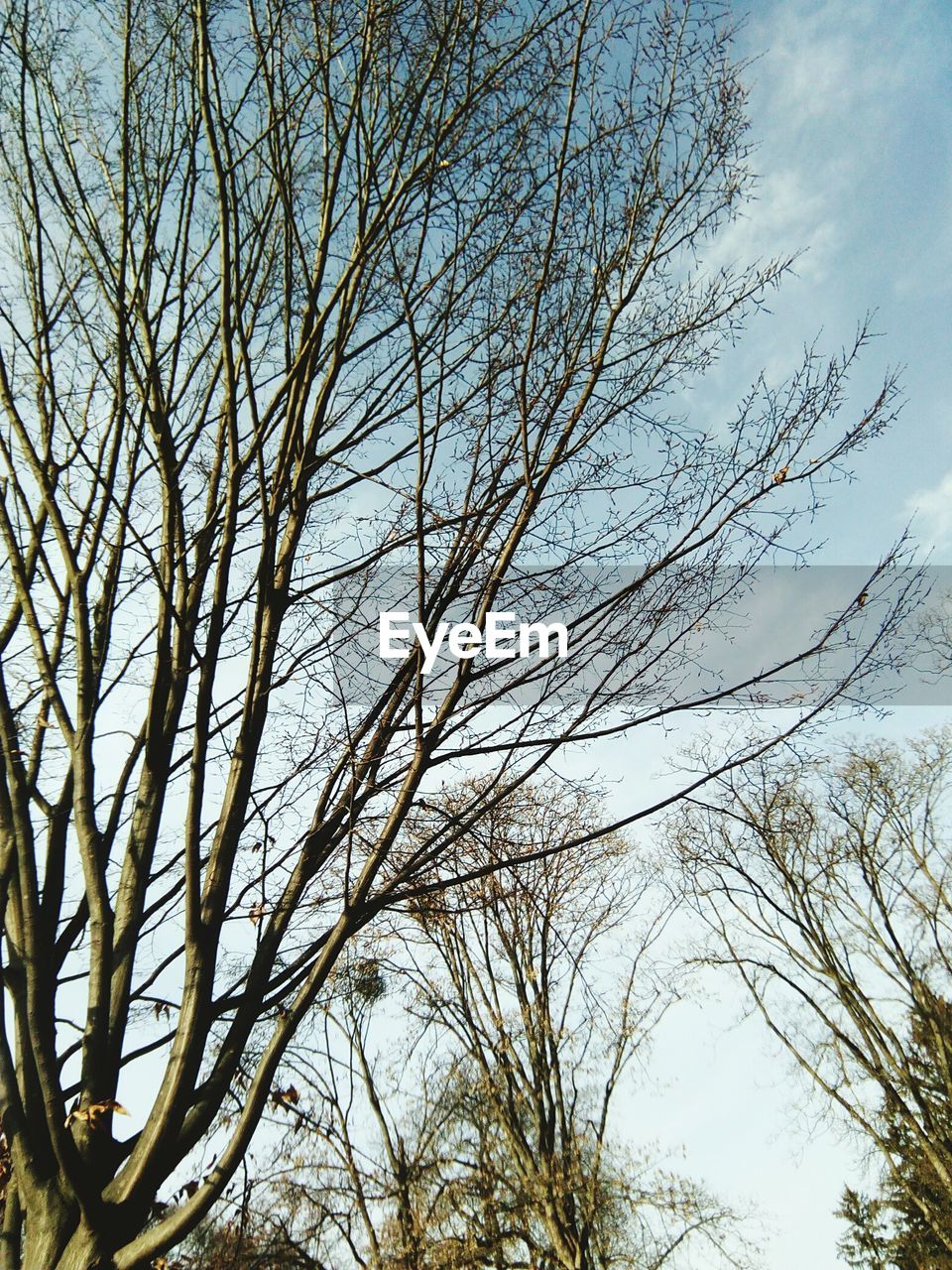 LOW ANGLE VIEW OF BARE TREE AGAINST CLEAR SKY